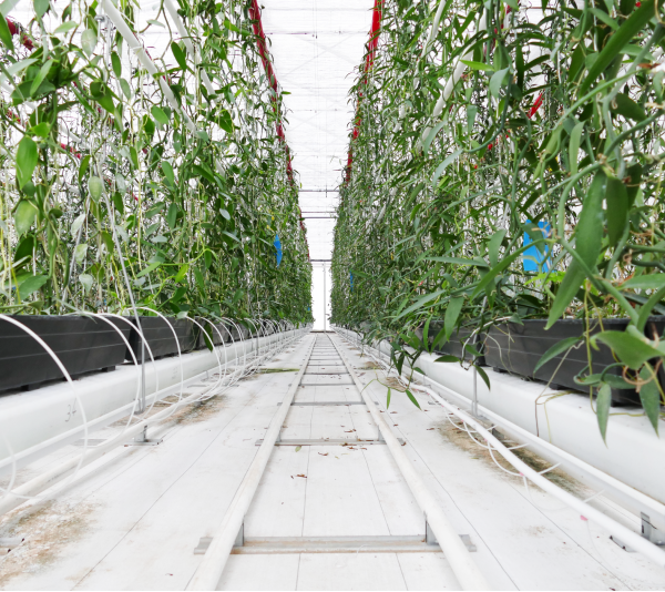 Our experimental greenhouse