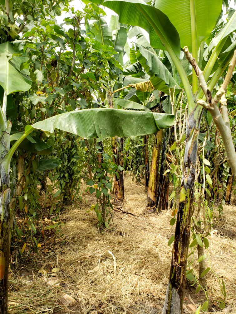 Plantation de vanille