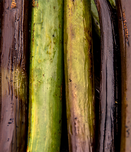 Gousses de vanille verte