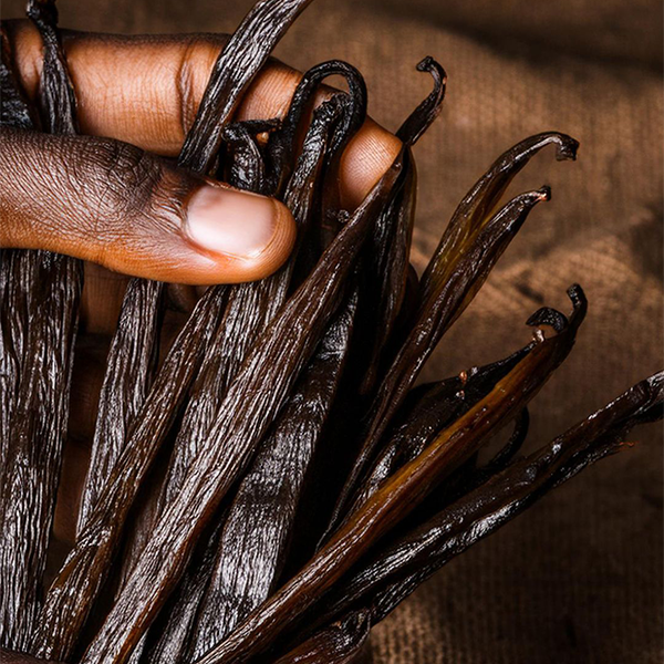 Hands holding a bunch of supple, glossy Bourbon vanilla pods from Madagascar.