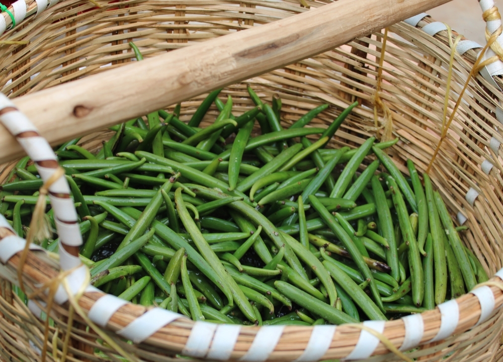 Woven basket full of freshly harvested green vanilla beans, before Bourbon curing.