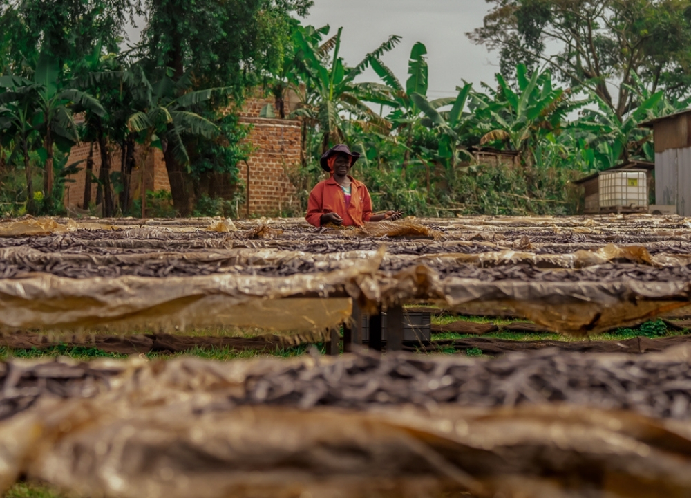 Gousses de vanille séchant sur de longues claies en Ouganda, un producteur en arrière-plan.