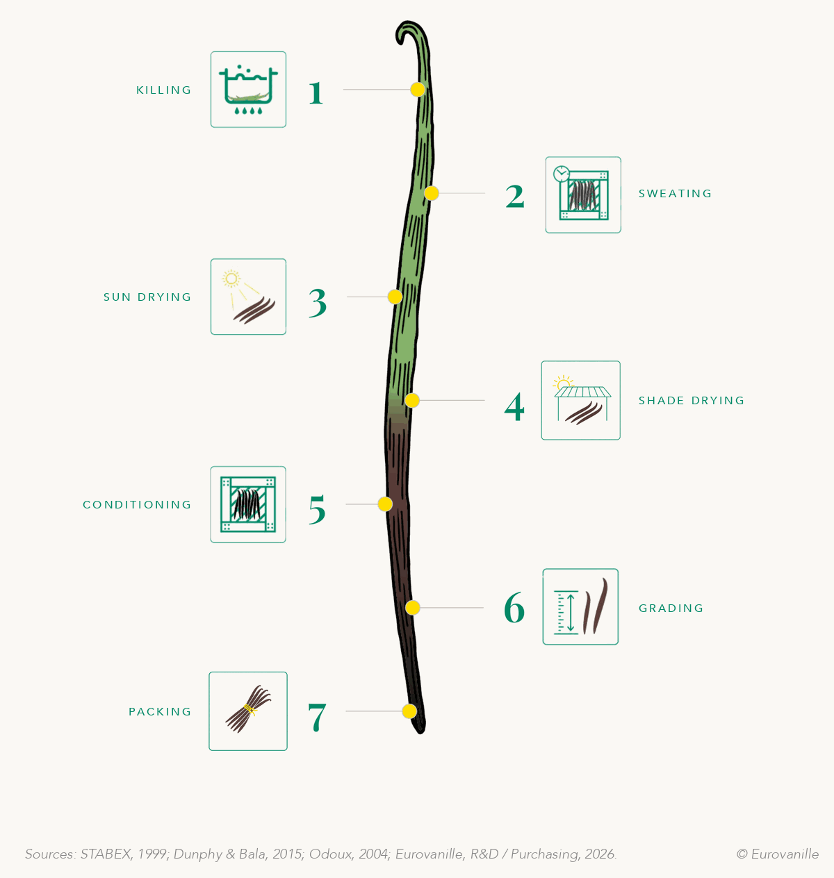 The seven steps of the Bourbon curing process, set along a vanilla bean that turns from green to black: killing, sweating, sun drying, shade drying, conditioning, grading and packing.