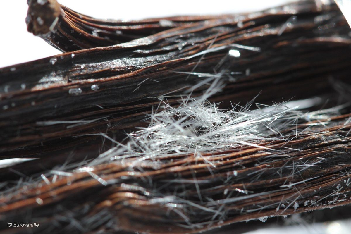 Close-up of black vanilla beans covered with fine white needles: vanillin that has crystallized naturally on the surface, known as frosting, a sign of high vanillin content.